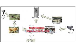 通過物聯(lián)網(wǎng)技術(shù)管理肉牛養(yǎng)殖方案